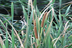 Typha angustata